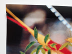 Ozeanien Fotomuseum Ausstellungsplakat - 19.6"×29.1" (49.8×74cm)
