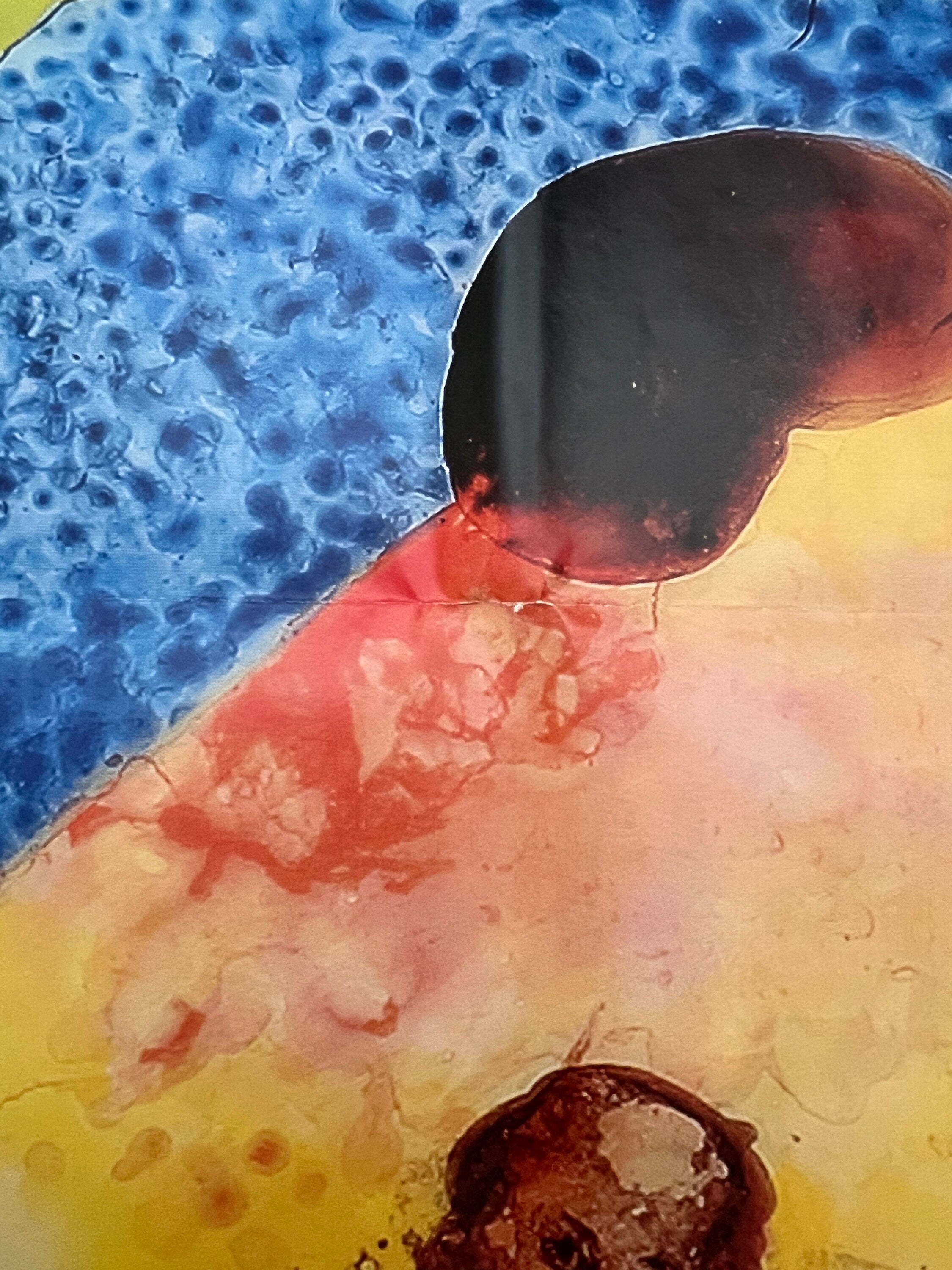 Nalini Malani Original Kunstposter gefaltet - 89×128cm